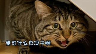 地库流浪猫变家猫｜第67天～对于养公鸡哥/小地库的态度都放在最后的彩蛋里了。