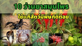 10 ว่านสมุนไพรที่ใช้รักษาคนถูกงูกัดหรือแมลงสัตว์กัดต่อย