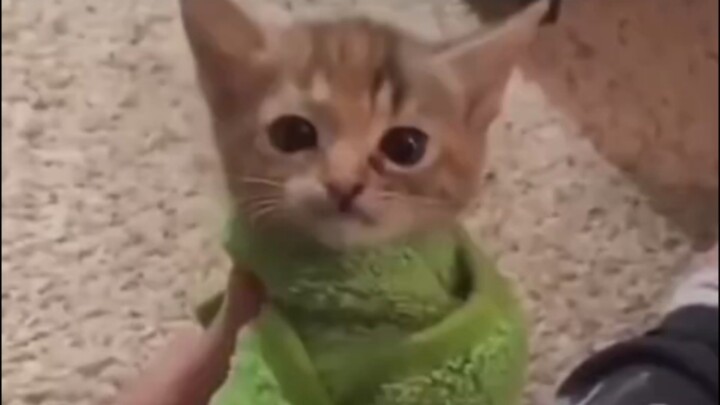 Kitten Collection #2