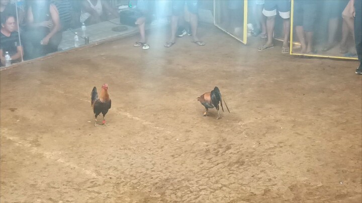 3WINS CHAMP @ POLARMAN GALLERA CAMIGUIN.. 1ST FIGHT