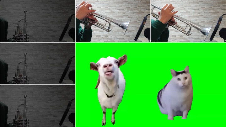 Những bản lồng tiếng tuyệt vời khác nhau của chú mèo con được chơi trên kèn trumpet thật giống nhau!