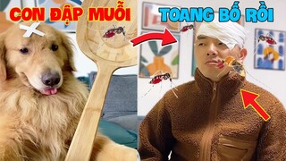 Thú Cưng Vlog | Tứ Mao Ham Ăn Đại Náo Bố #51 | Chó gâu đần thông minh vui nhộn | Funny smart pet dog