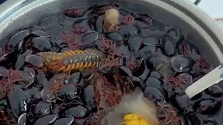 حساء العقرب المغذي