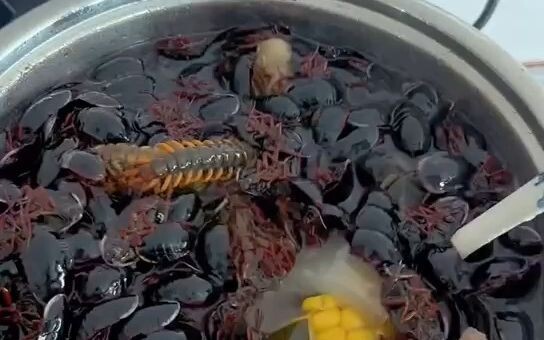 Sup tonik raksasa berbahan kelabang