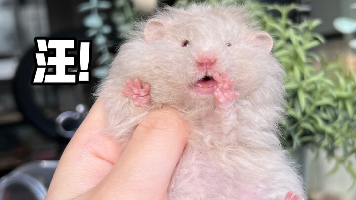 Hóa ra chuột hamster bị vuốt ve nhiều quá thì kêu như chó…