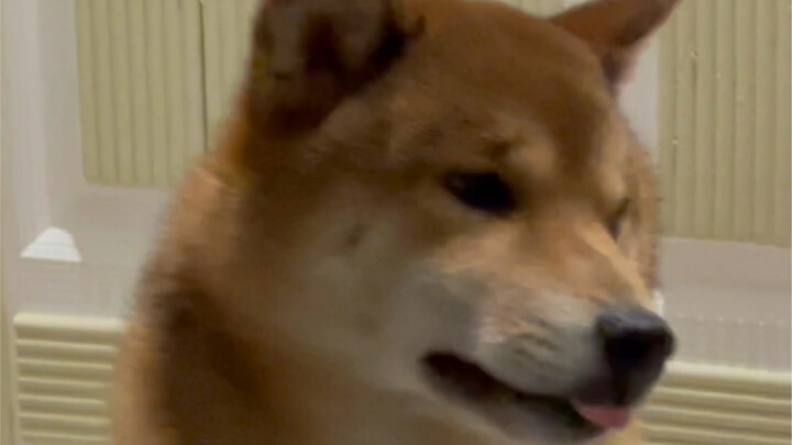 妈妈的好大儿（看简介）