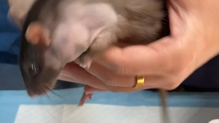 Ketika sebuah klinik hewan kedatangan pasien kecil....