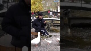 kwon hoshi "the goose whisperer" 🦢🦢 #GOING_SVT