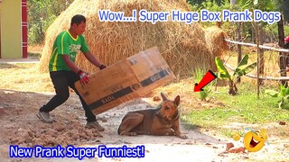 Wow...! Super Huge Box vs Sleep Dogs - New Prank Super Funny 2021