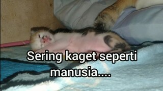 ini Yang bayi kucing lakukan jika sedang tidur.