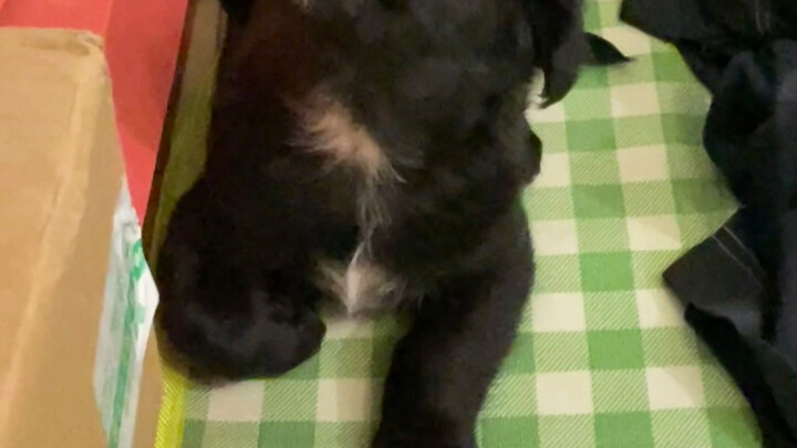 本来以为会顺利长成大黑狗，没想到…越长越偏