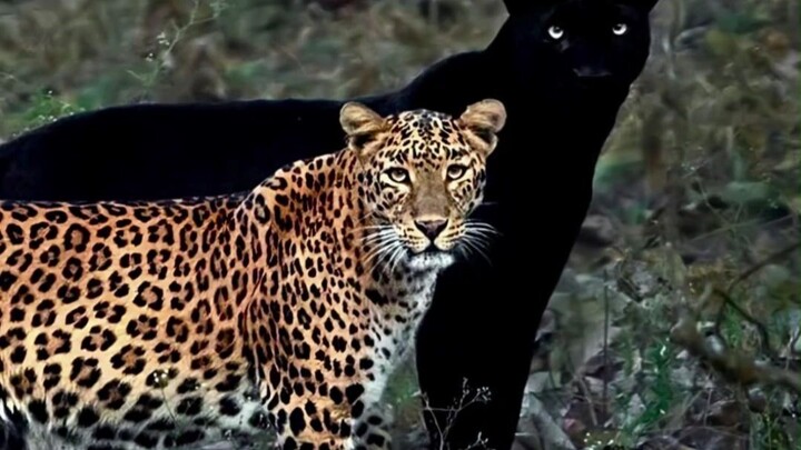 Black Panther, sis, he’s gotten old and doesn’t deserve you anymore.