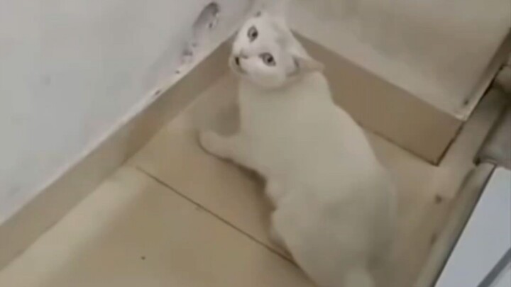 أنقذوا الهرة! هذه المرة وصل الملاك قبل ملاك الموت.