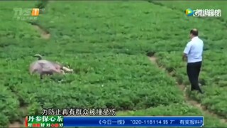 谁把副局长子弹换成空包弹了？