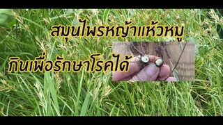 สรรพคุณของหญ้าแห้วหมู สมุนไพรรักษาโรค/โดยออยไทยอีสาน
