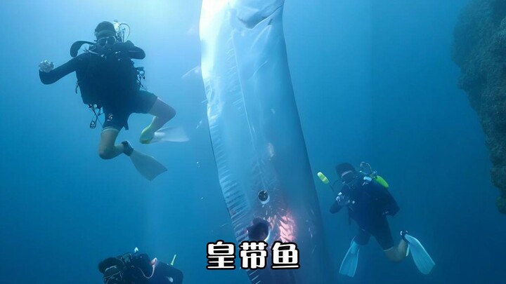 Aku adalah ikan naga kaisar, jarang sekali muncul ke permukaan, kalau sudah muncul, berarti masalahn