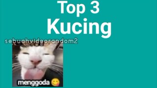 Top 3 Kucing ( teman Saya Sendiri)🗿