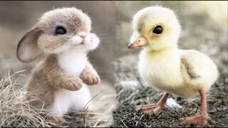 AWW SO CUTE! Cutest baby animals Videos Compilation Cute moment of the Animals - Cutest Animals #15