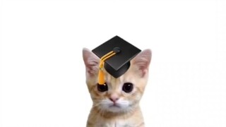 The kitten explains to you what a boyfriend is