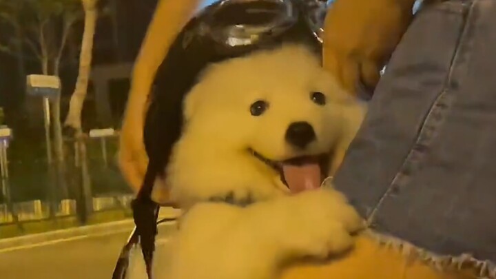 รถราคาไม่แพงและมีที่นั่งสำหรับสุนัขด้วย!