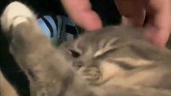 “Pat the little cat’s head, and you’ll have no worries~”