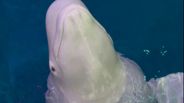 Mata Xiao Hei hanya dipenuhi oleh Da Bai.