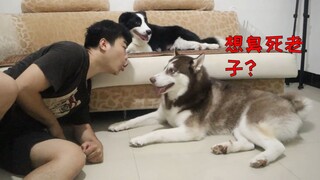 Apa yang akan terjadi jika kamu meniup nafas ke arah husky setelah makan semangkuk bawang putih?