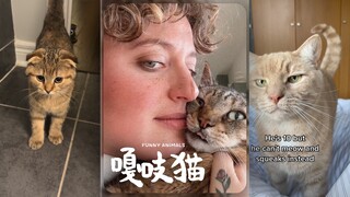 Kalian semua kucing-kucing ini mainan yang bisa diremas ya‼️