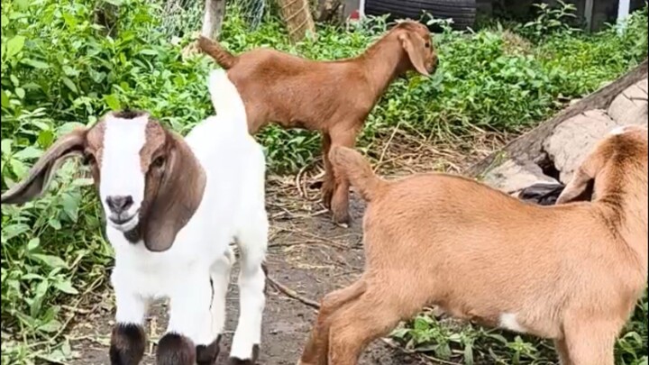 Young Goats