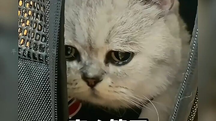 Mengulas kucing-kucing yang bisa memahami perkataan manusia, ayo segera daftarkan mereka ke sekolah,