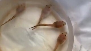 The whole process of tadpoles turning into frogs 