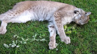 Max Canada Lynx Catnip Enrichment