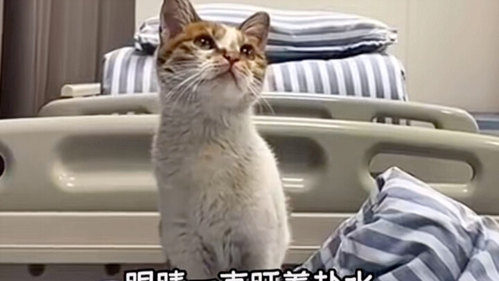 The Dedicated Little Cat Nurse