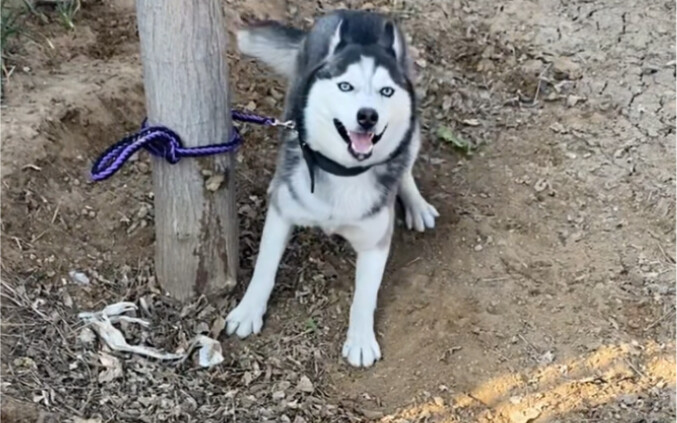 Kalau dilihat di seluruh dunia anjing, adakah anjing lain selain Siberian Husky yang bisa se-creepy 
