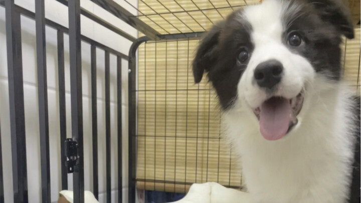 How This Little Border Collie Changed in Its First 30 Days at Home