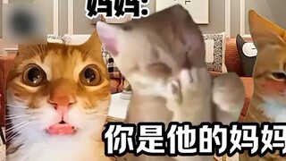 "Cat Meme Theater" When you have a very young mother who finds out that you are secretly dating at h