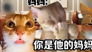 "Nhà hát Cat Meme" Khi người mẹ còn rất trẻ của bạn phát hiện ra bạn đang bí mật hẹn hò tại nhà!