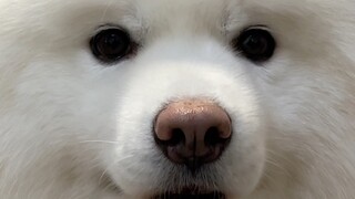 What should I do? I really want to kiss it five times.