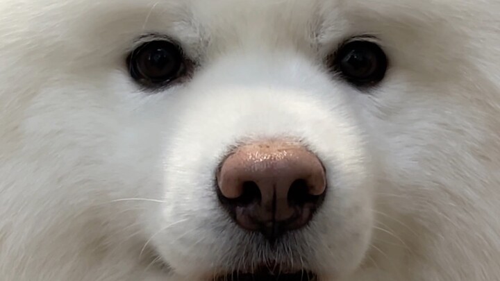 Phải làm sao đây, thực sự rất muốn hôn nó 5 cái