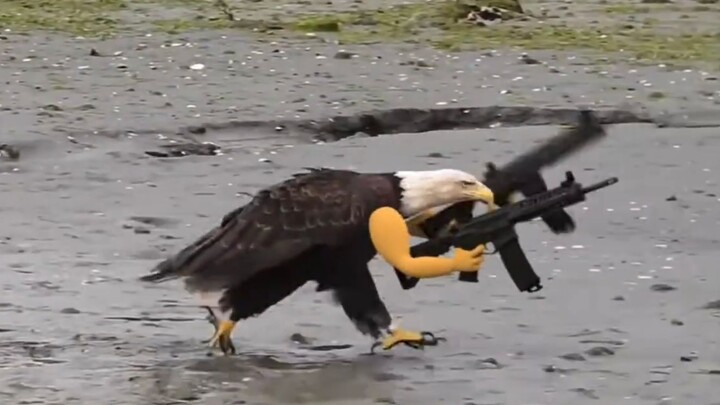 In a big forest, there are all kinds of birds