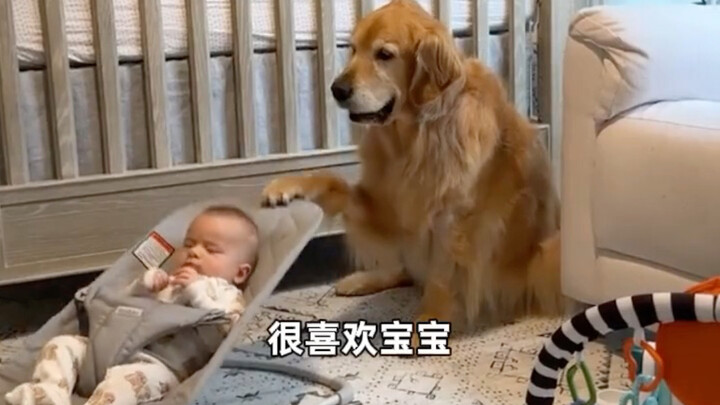 Anak anjing golden retriever kecil ingin punya bayi sendiri, jadi orang-orang pun membantunya mewuju