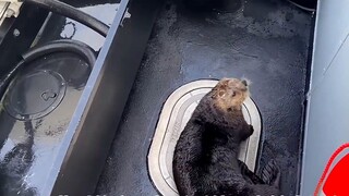 A sea otter was chased by a killer whale, but thanks to the help of the boat owner, it escaped death