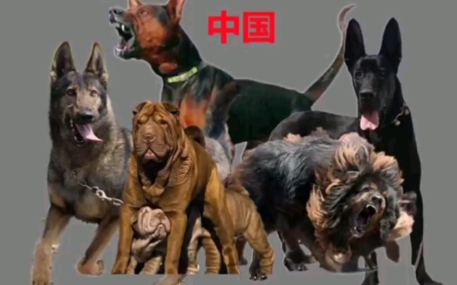 Chinese fierce dogs vs. foreign fierce dogs