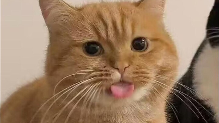 🐱“Imut dan bahagia berjalan beriringan!!”🐱