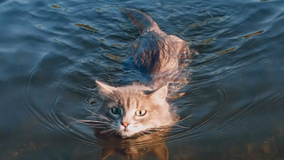 แมวตลกในน้ำ - วิดีโอแมวตลก