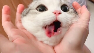 แมวเคี้ยวยาเกิน 70 ครั้ง – นี่คือเคล็ดลับในการน่ารักหรือเปล่า?