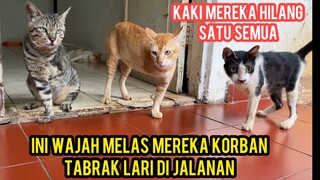 Sedih Banget Saat Lihat Kucing-Kucing Kaki 3 Korban Tabrak Lari Dari Jalanan..!