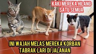 Sedih Banget Saat Lihat Kucing-Kucing Kaki 3 Korban Tabrak Lari Dari Jalanan..!