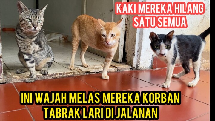 Sedih Banget Saat Lihat Kucing-Kucing Kaki 3 Korban Tabrak Lari Dari Jalanan..!