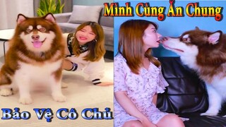 Dương KC | Ngáo Gia Gia #2 | chó thông minh đáng yêu | cute smart dog pet | Thú Cưng TV